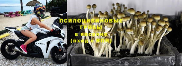 сатива Беломорск